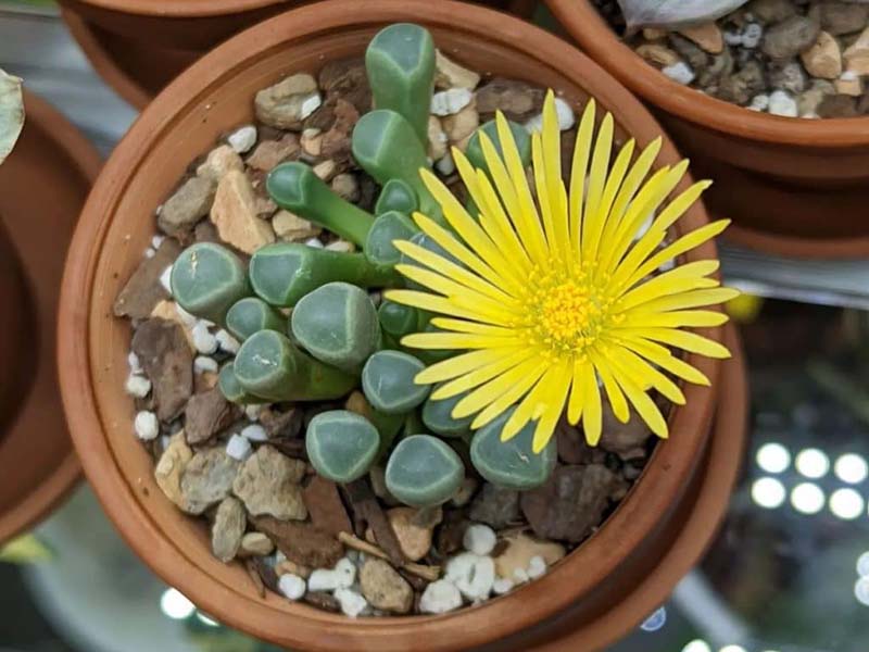 Benefits of the Baby Toes Plant