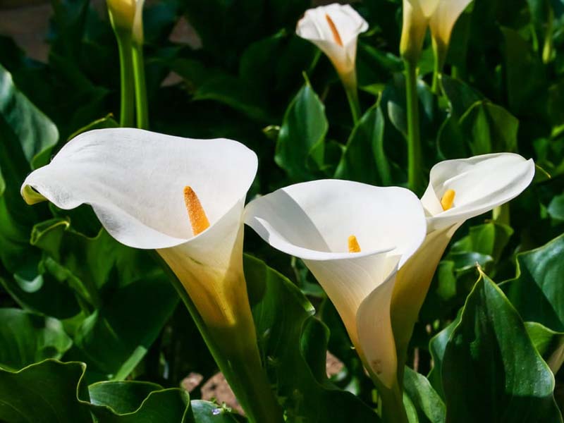 Calla Lily Care after Blooming Outdoors