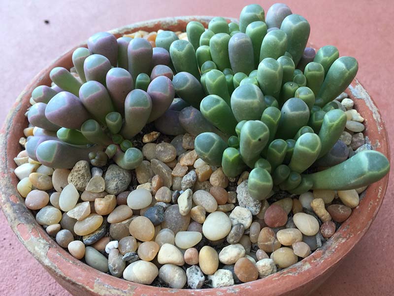 Care for Baby Toes Plant
