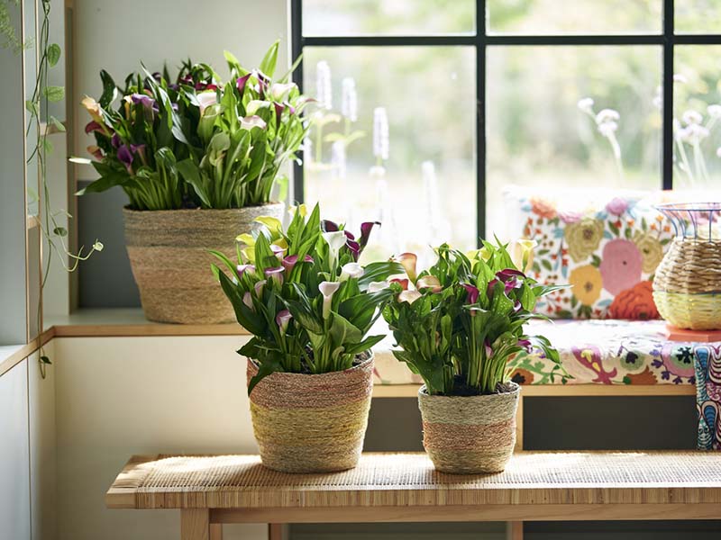 Growing Calla Lilies in Pots