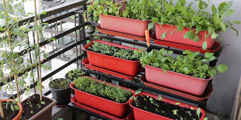Growing Vegetables in Apartments