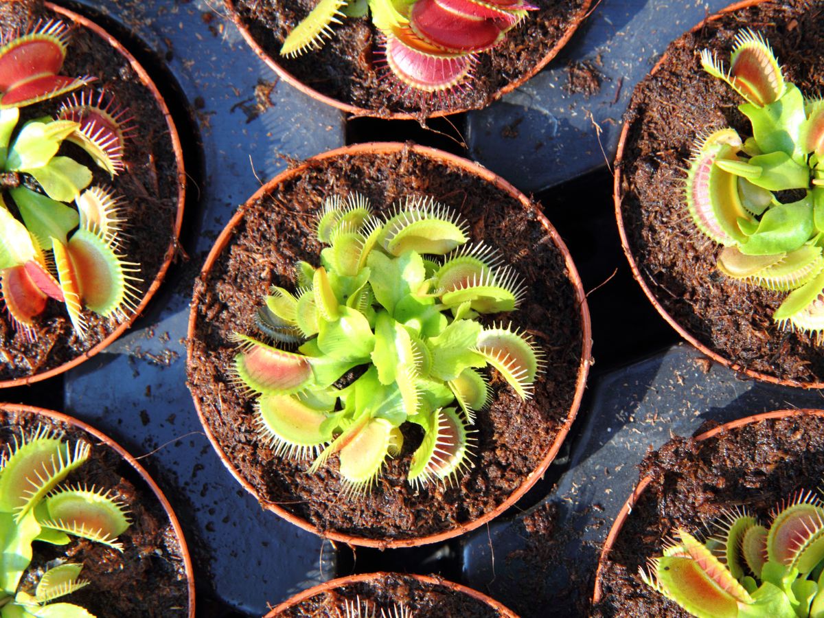 How to Care for Carnivorous Plants