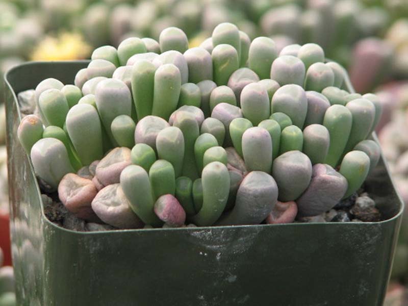 Physical Appearance Baby Toes Plant
