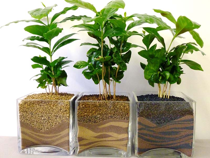 Soil Requirements for Coffee Plants