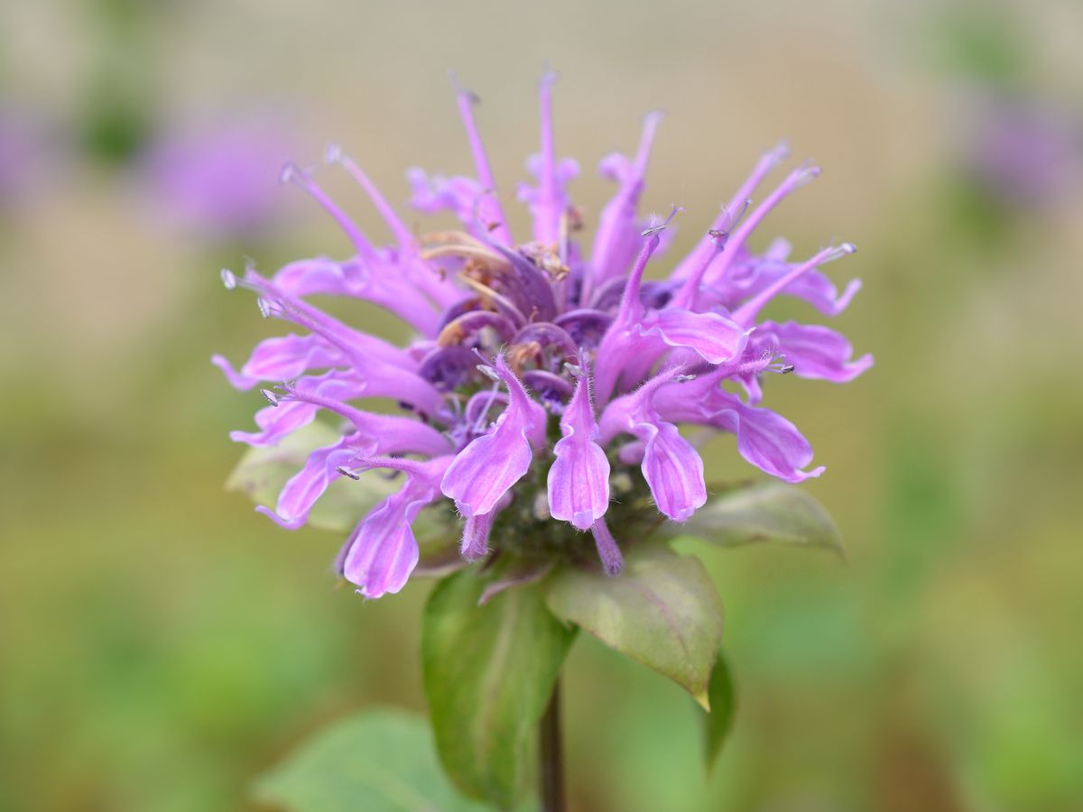Benefits of Bee Balm Plant