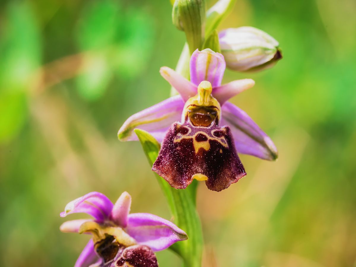 Bumblebee Orchid