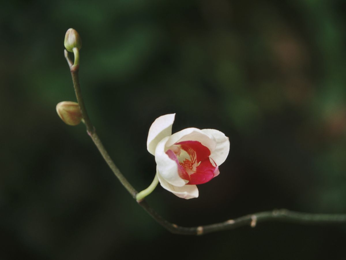 Dove Orchid