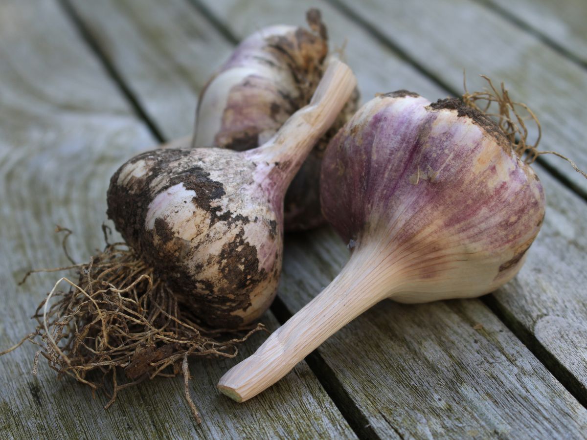 FAQs for growing garlic