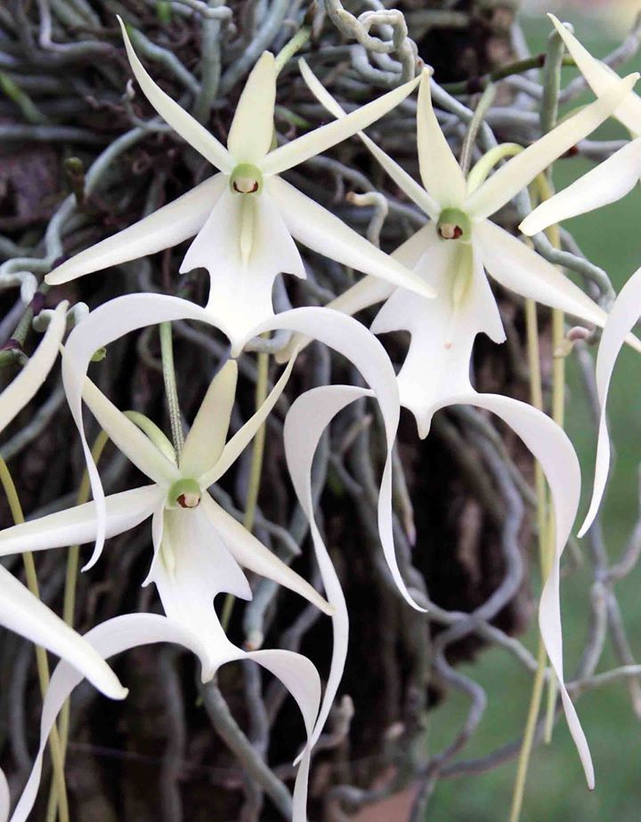 Ghost Leafless Orchid