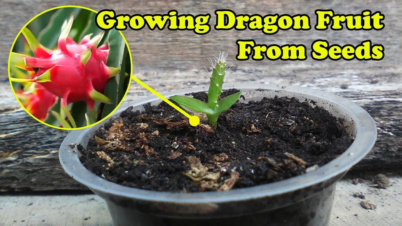 Growing Dragon Fruit Plant from Seeds