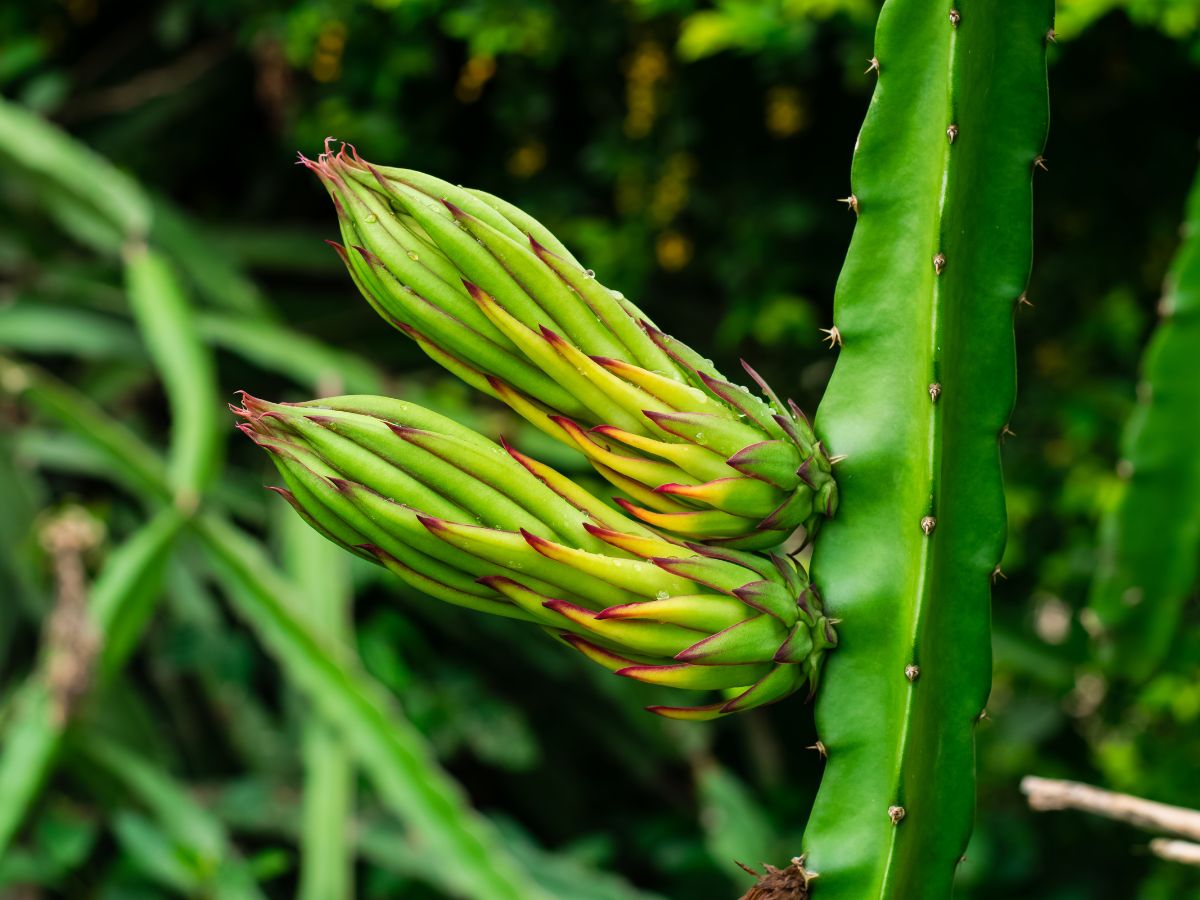 How to Get Dragon Fruit to Flower