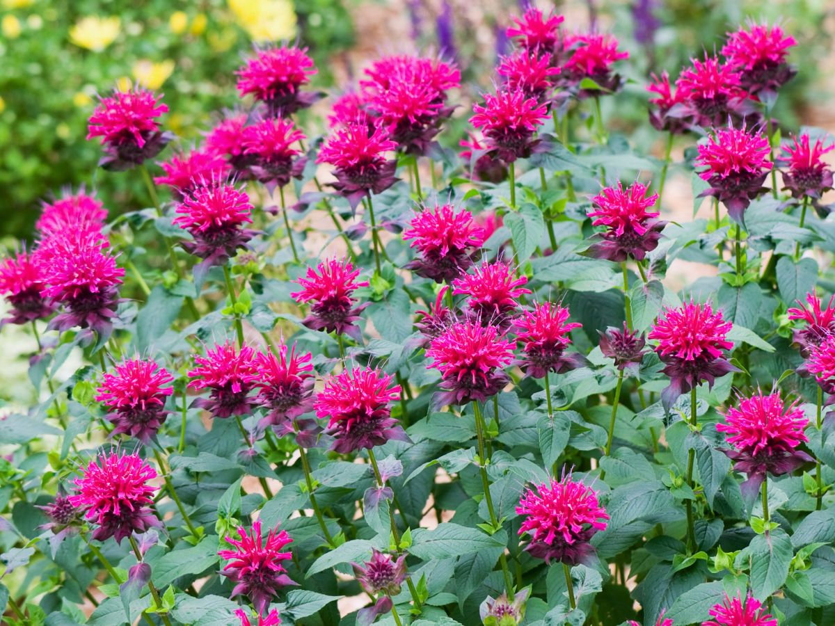 Pest and Disease Control of Bee Balm Plant