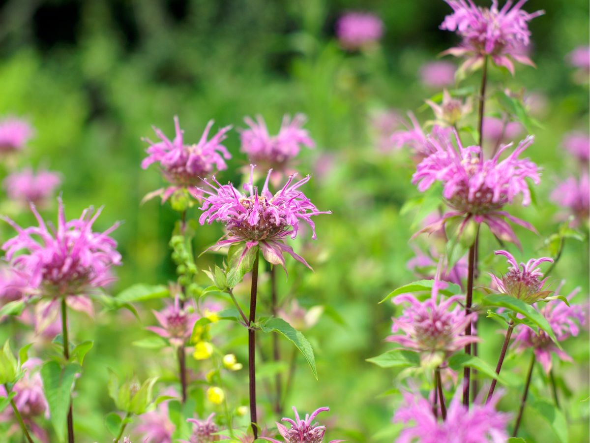 Types of Bee Balm Plant
