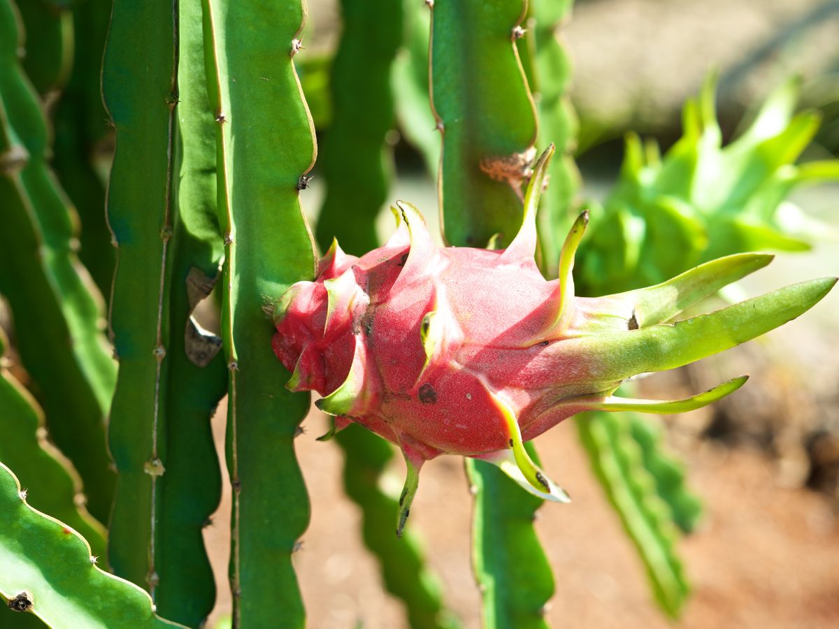 What Climate Does Dragon Fruit Grow In