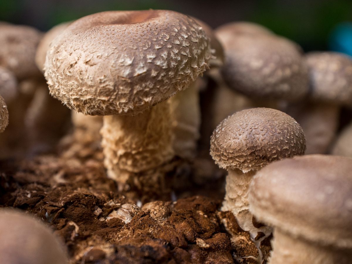 Why You Should Grow Wine Cap Mushrooms
