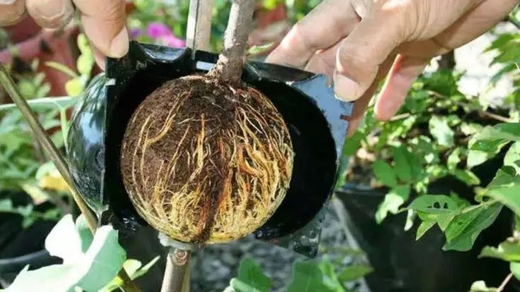 removing soil from root ball