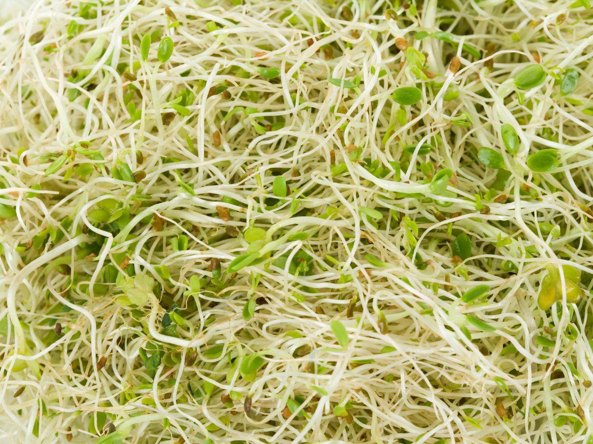 Beneficial Properties of Alfalfa Sprouts