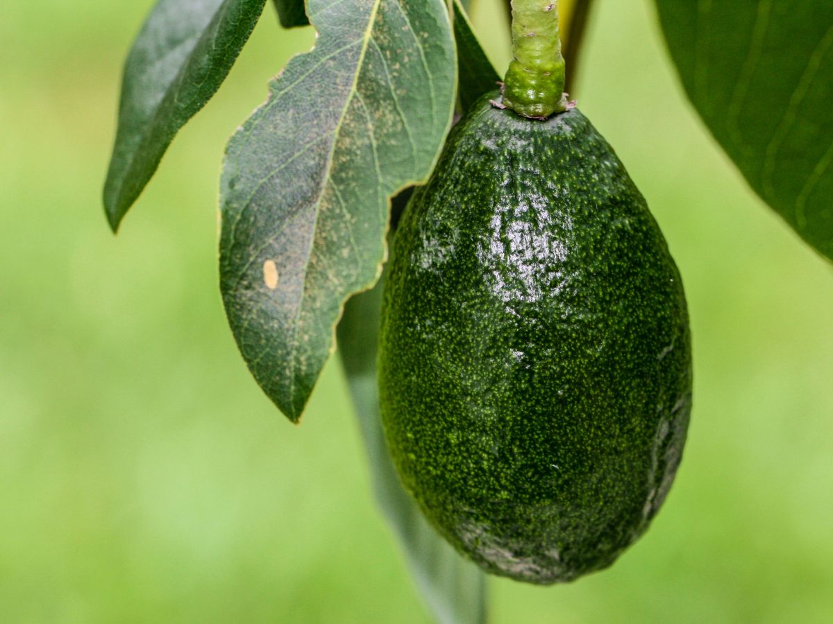 Caring for the Avocado Seedling