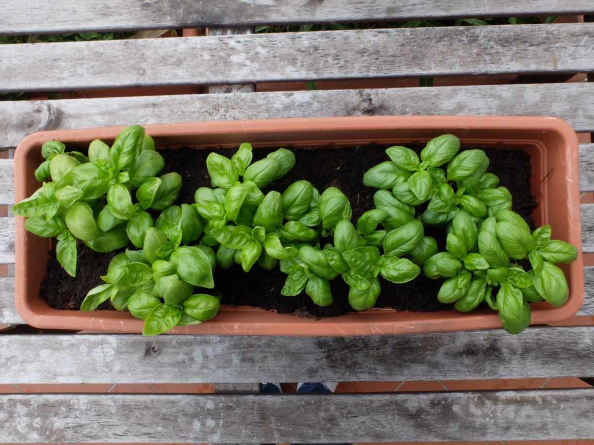 Choosing the Right Basil Variety for Your Needs