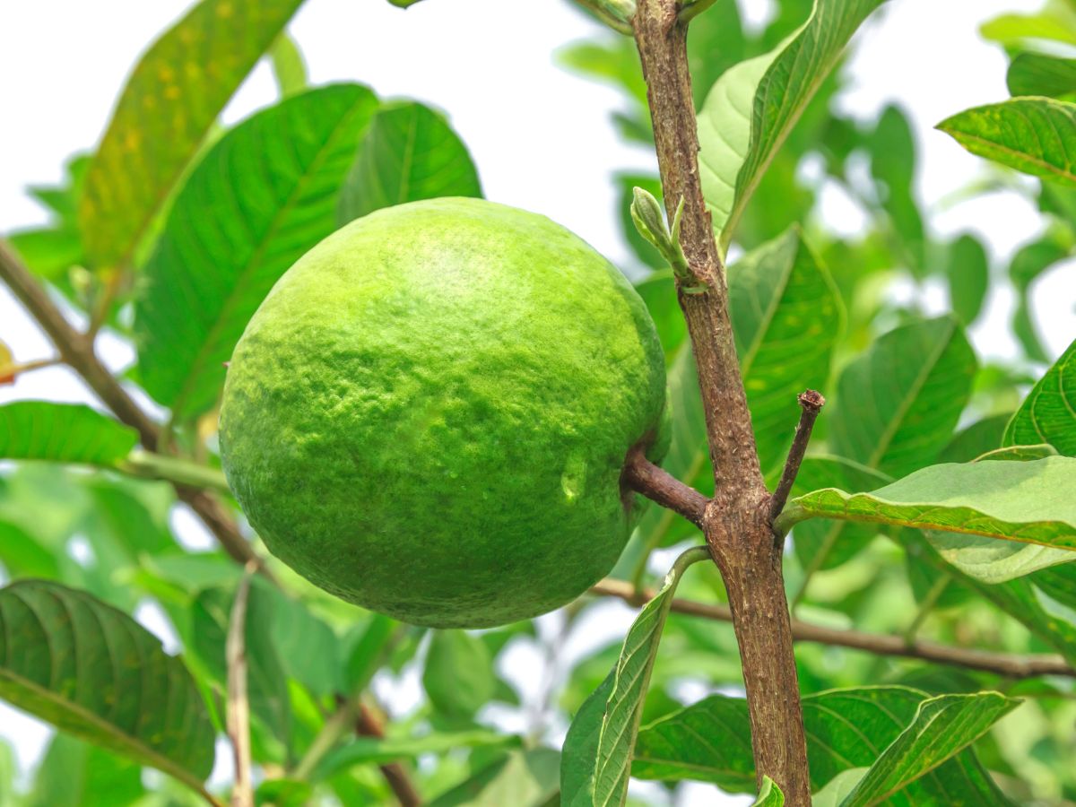 How to Care for Guava Tree