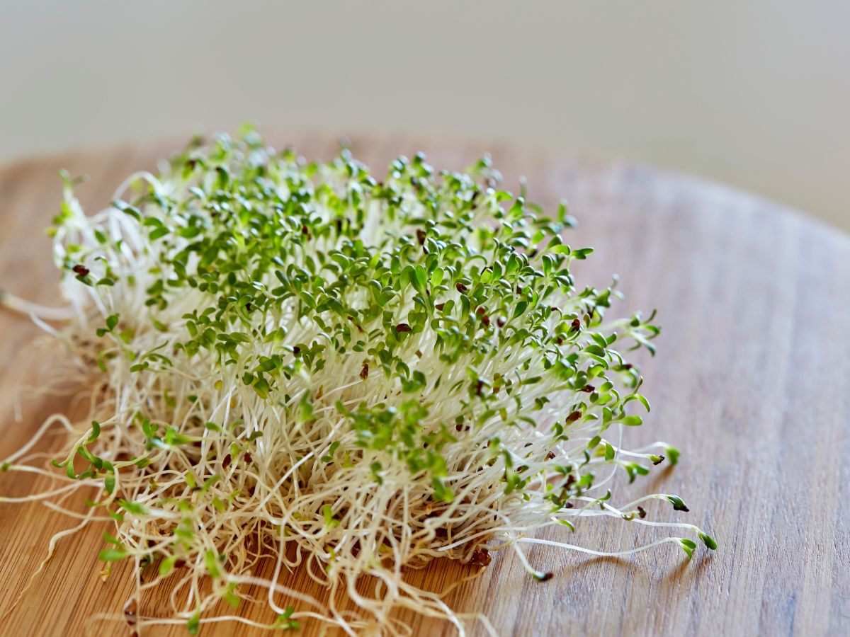 How to Grow Alfalfa Sprouts Indoors