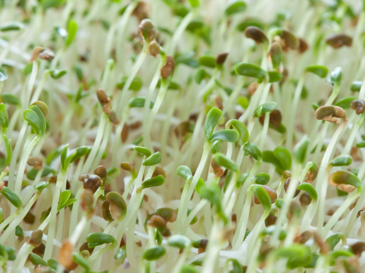 How to Grow Alfalfa Sprouts at Home