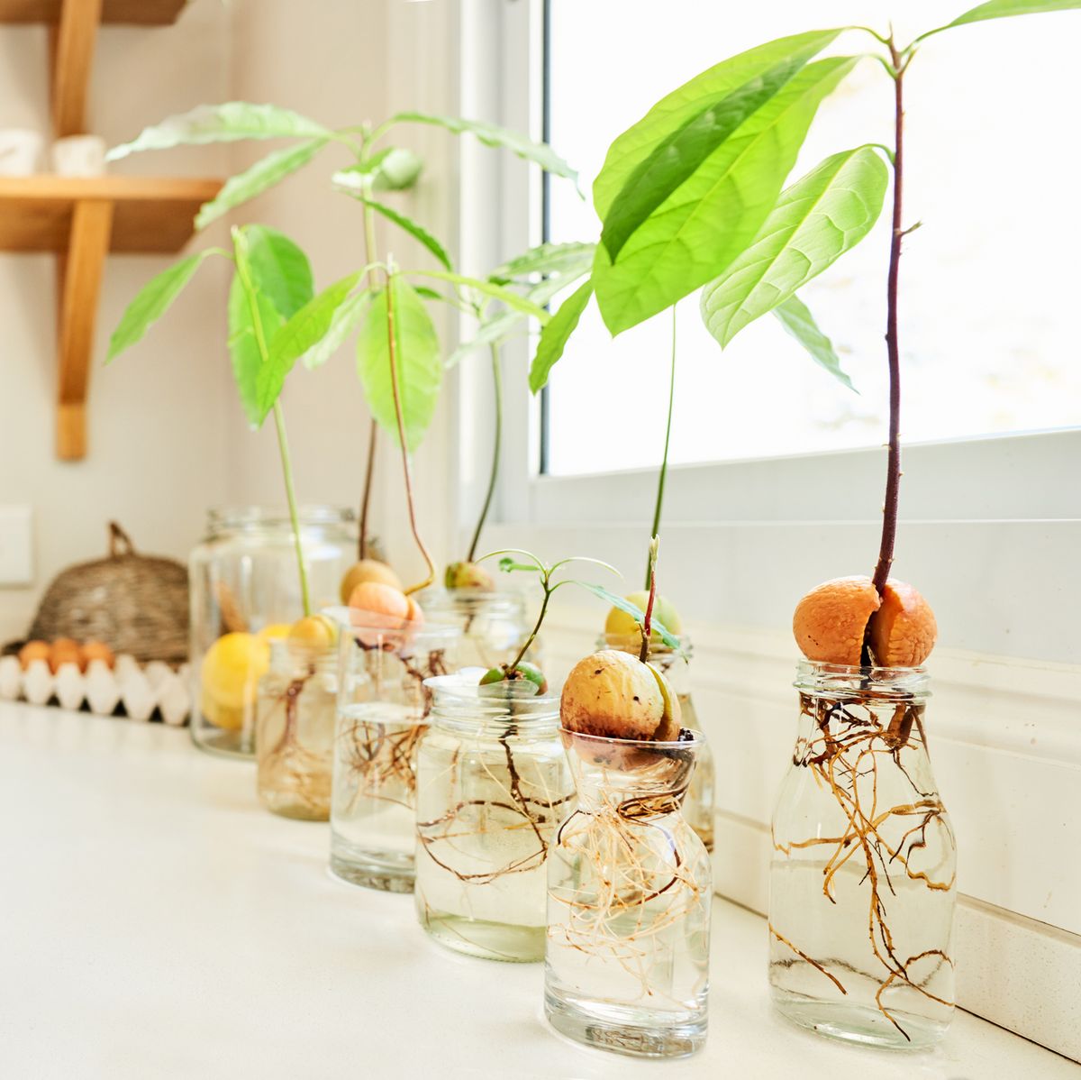 How to Grow Avocado from Seed in Water