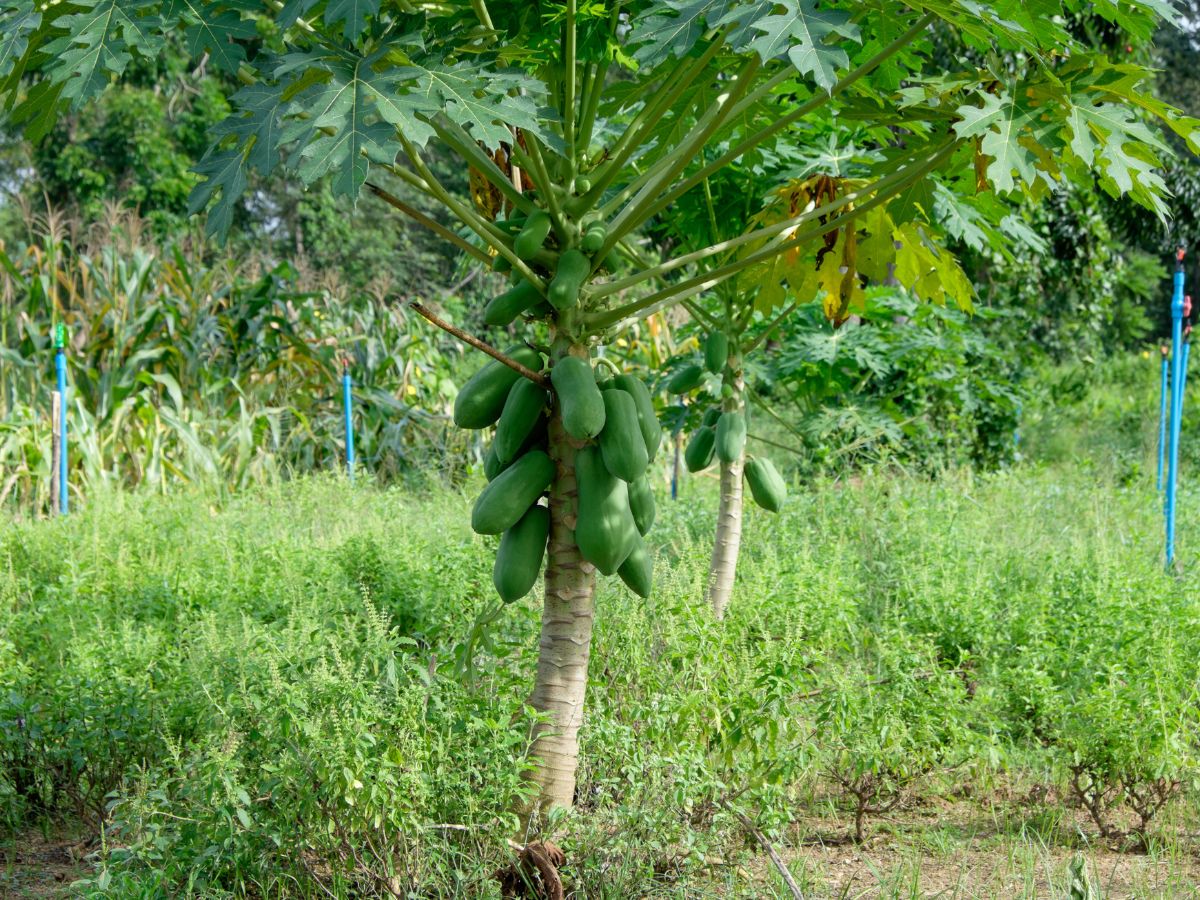 How to Keep a Papaya Tree Short