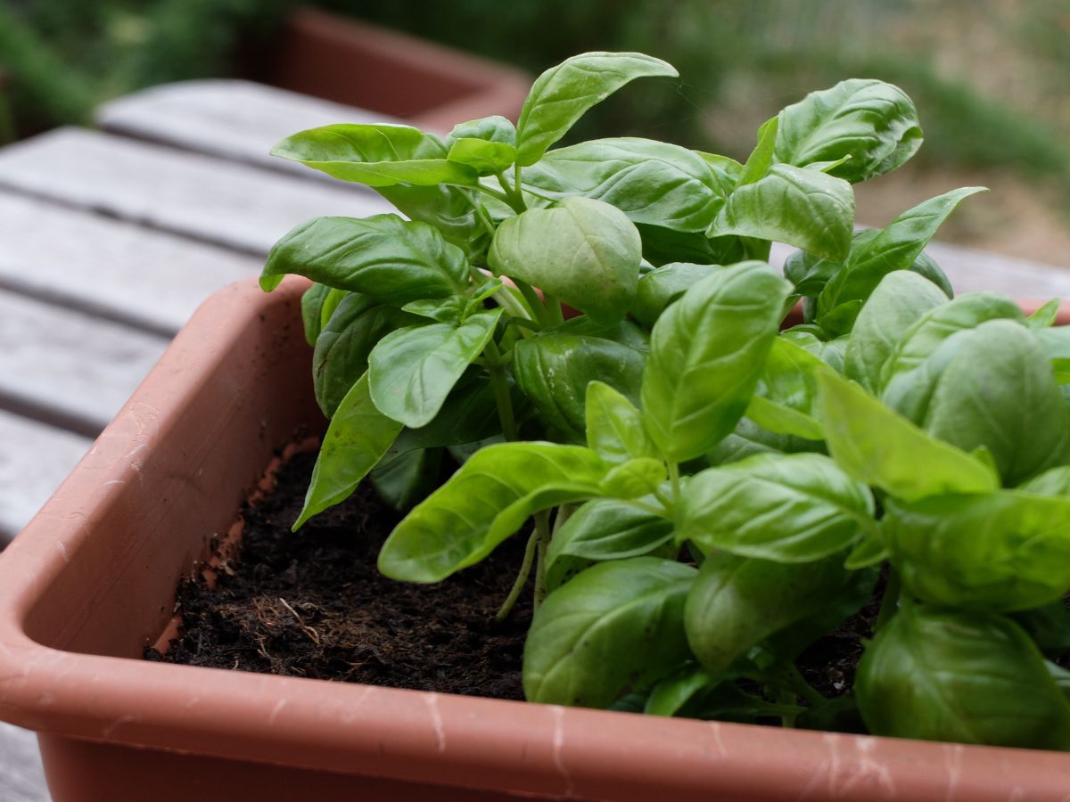 How to Plant Basil