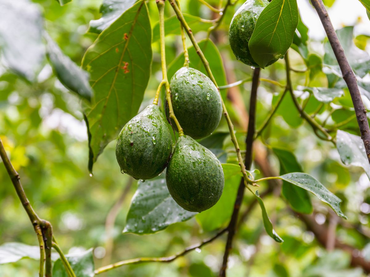 Managing Pests and Diseases for Avocado