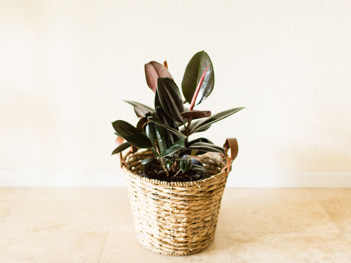 Are Rubber Plants Easy to Care For