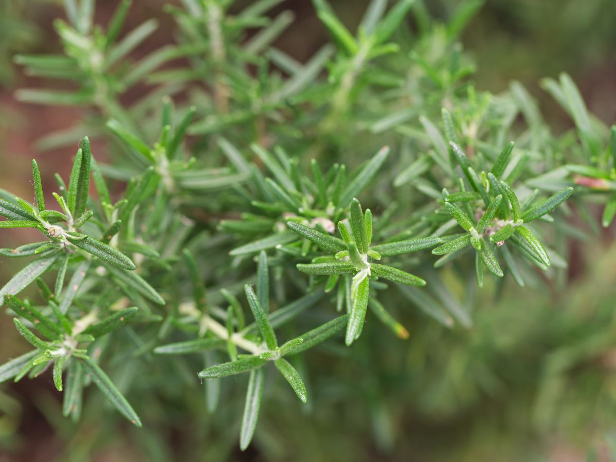 Caring for Your Rosemary