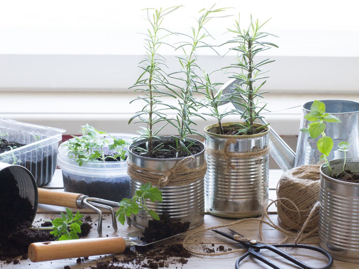 How to Grow Rosemary Indoors
