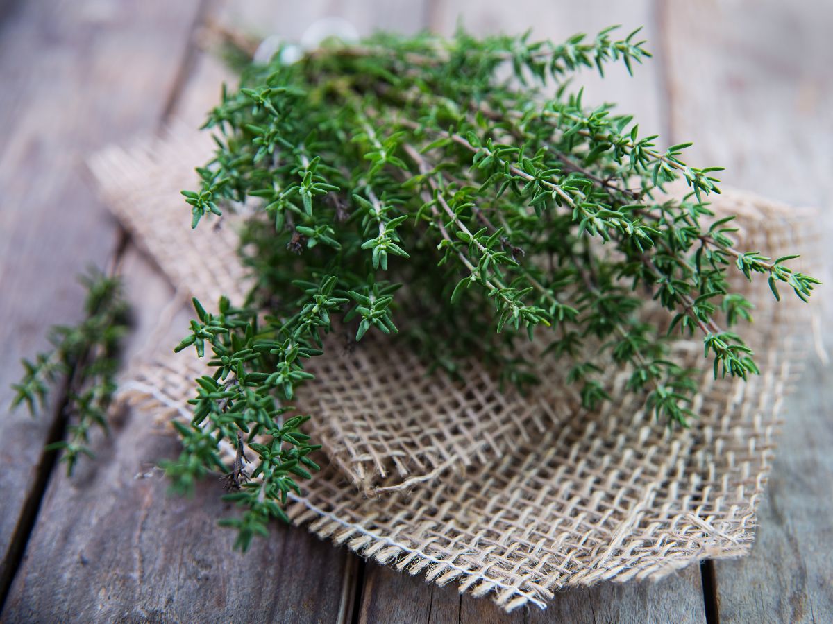 How to Grow Thyme from Cuttings