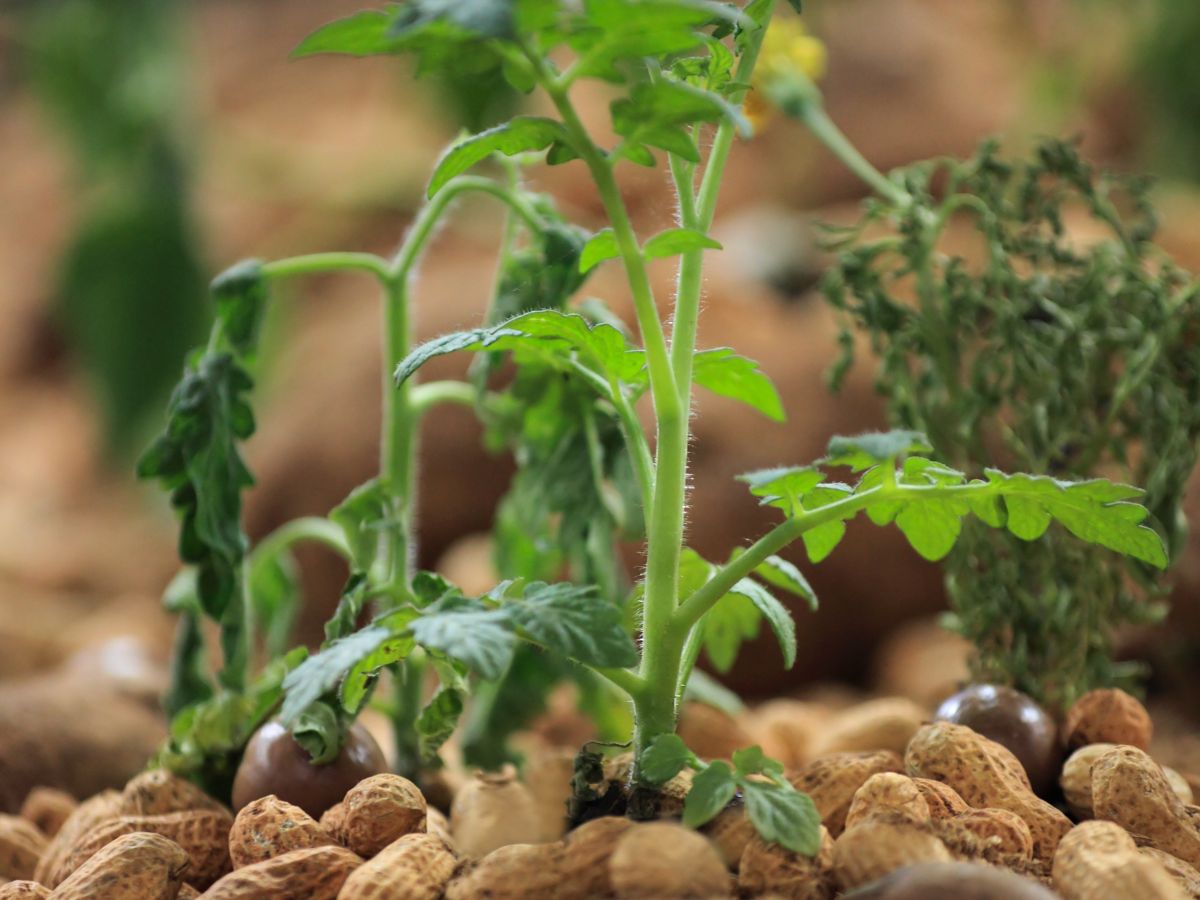 How to Plant Peanuts in an Open Area