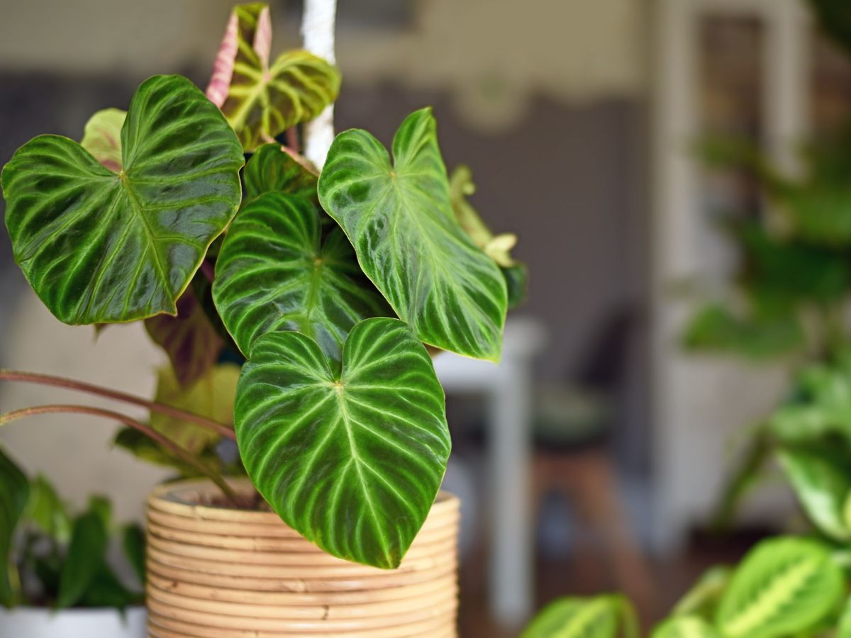 How to Propagate Philodendron Gloriosum