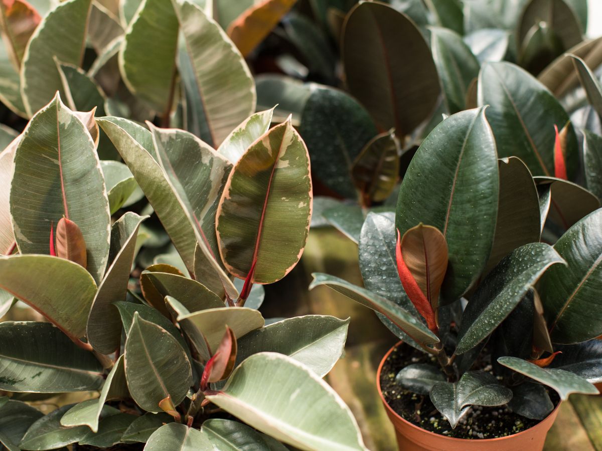How to Propagate Rubber Plants