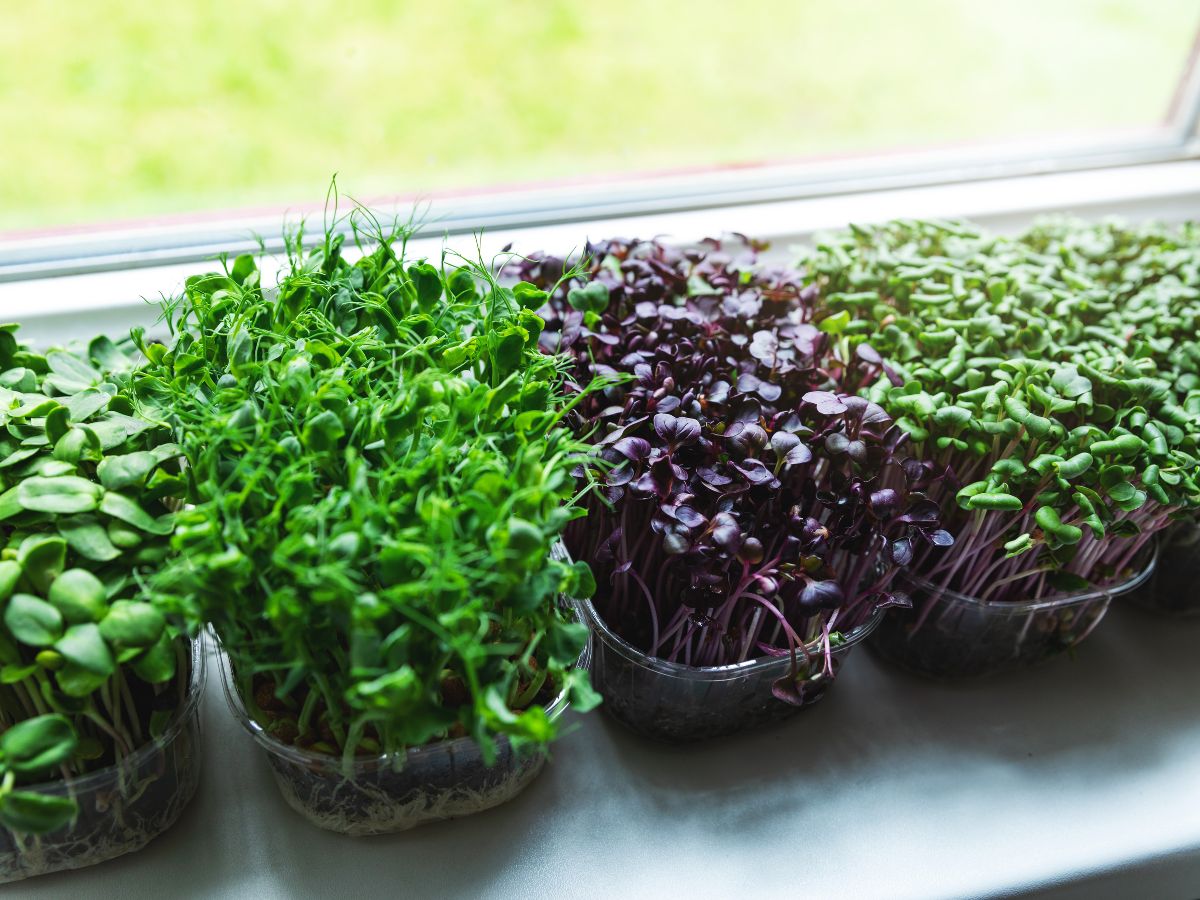Microgreens Come From?