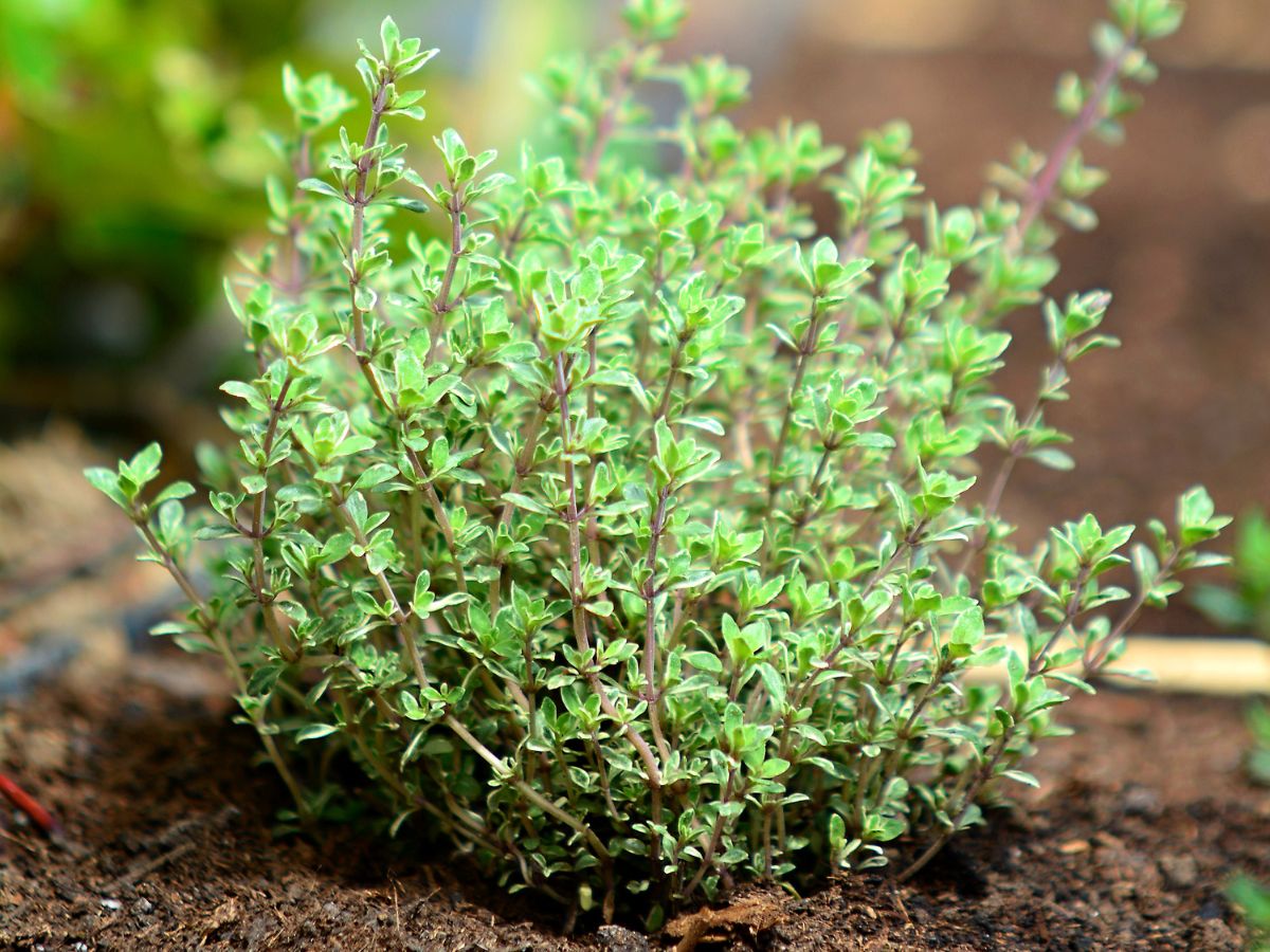 Step by Step on How to Propagate Thyme