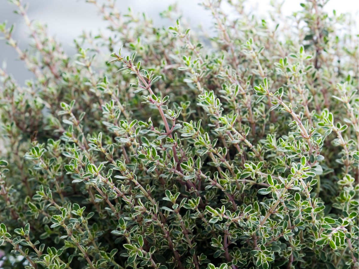 Thyme Growing Conditions