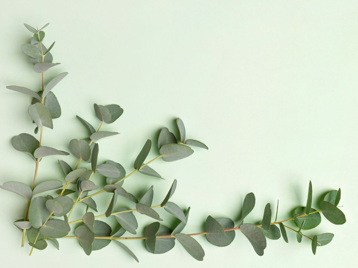 Silver Dollar Eucalyptus Propagation with Cuttings