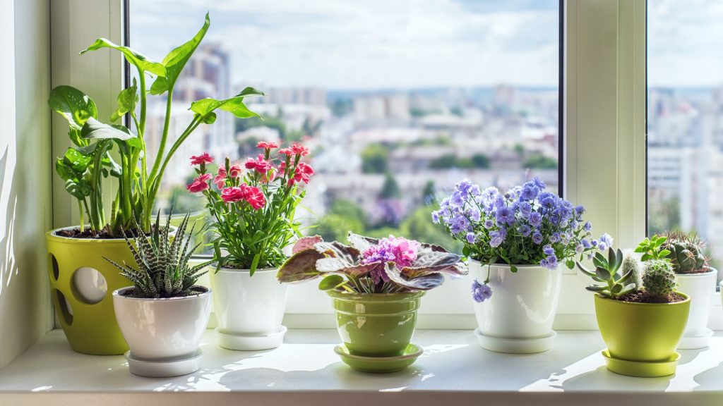 Flowering House Plants to Brighten Up Your Home This Year