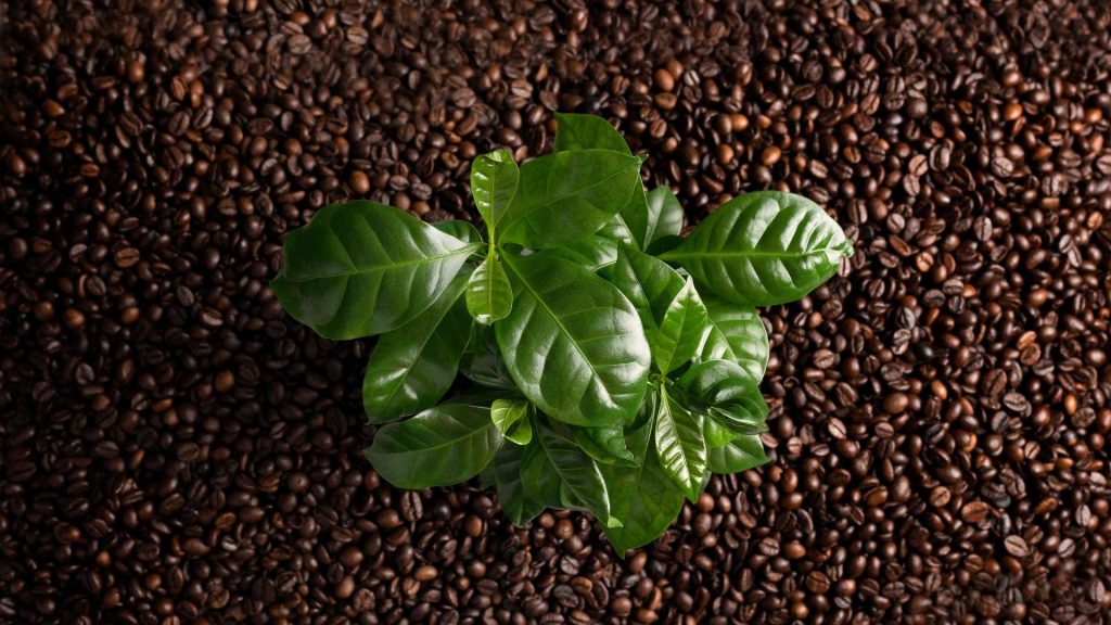 A Guide on Coffee Plant Care