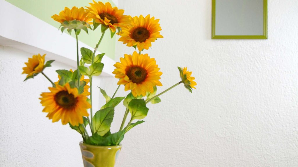 A Simple Guide to Growing Sunflowers Indoors