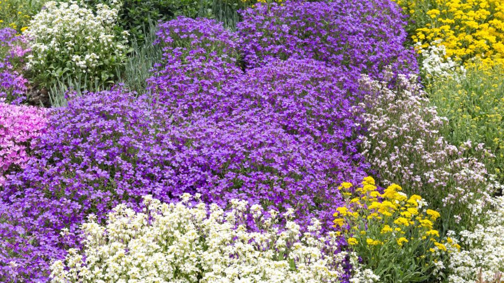 Best Ground Cover Plants