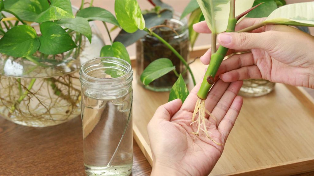 Homemade Plant Root Stimulator