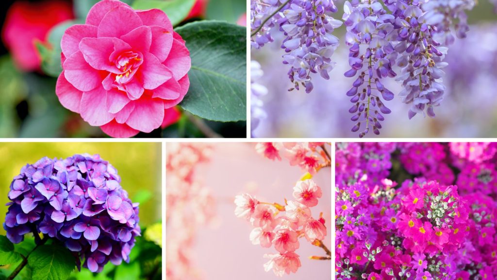 Flowers In Japan and Their Meanings
