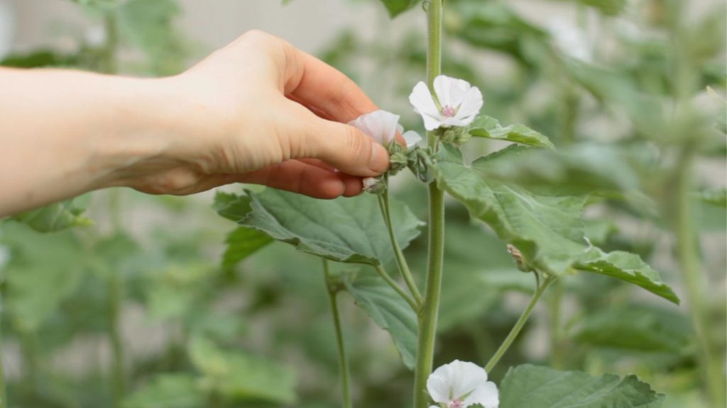 How to Grow a Marshmallow Plant?