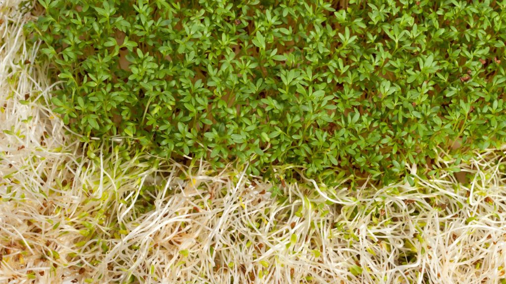 Grow Alfalfa Sprouts