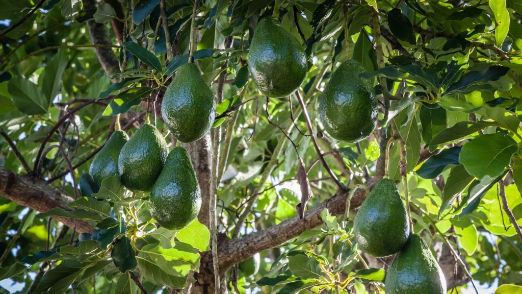 How to Grow Avocado from Seed